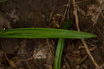 Carey's sedge